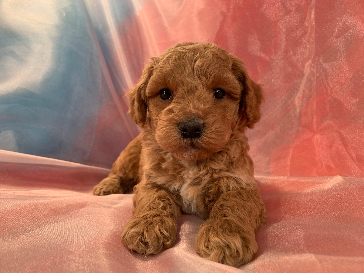 Red Male Schnoodle Puppy for Sale, DOB 12-26-2021 $1200